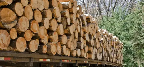 Why Is Redgum Firewood The Best For Your Fireplace